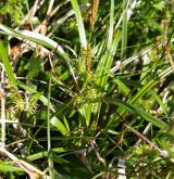 ostřice skloněná <i>(Carex demissa)</i> / Habitus