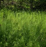 přeslička lesní <i>(Equisetum sylvaticum)</i> / Porost