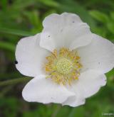 sasanka lesní <i>(Anemone sylvestris)</i> / Květ/Květenství