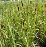 ostřice pobřežní <i>(Carex riparia)</i> / Habitus