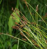 ostřice Davallova <i>(Carex davalliana)</i> / Plod