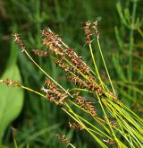 ostřice Davallova <i>(Carex davalliana)</i> / Plod