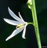bělozářka liliovitá <i>(Anthericum liliago)</i> / Květ/Květenství