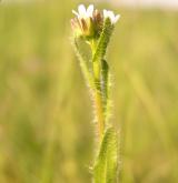 huseník chlupatý <i>(Arabis hirsuta)</i>