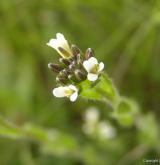 huseník chlupatý <i>(Arabis hirsuta)</i> / Květ/Květenství