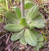 huseník chlupatý <i>(Arabis hirsuta)</i>