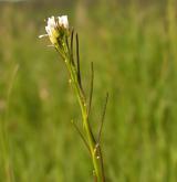 huseník chlupatý <i>(Arabis hirsuta)</i> / Květ/Květenství