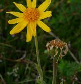 prha arnika <i>(Arnica montana)</i> / Květ/Květenství