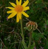 prha arnika <i>(Arnica montana)</i> / Květ/Květenství