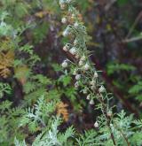 pelyněk pontický <i>(Artemisia pontica)</i> / Květ/Květenství