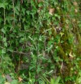 pelyněk černobýl <i>(Artemisia vulgaris)</i> / Habitus