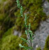 pelyněk černobýl <i>(Artemisia vulgaris)</i> / Květ/Květenství