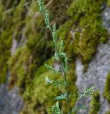 pelyněk černobýl <i>(Artemisia vulgaris)</i> / Květ/Květenství