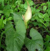 árón plamatý <i>(Arum maculatum)</i>