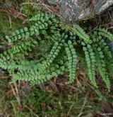 sleziník nepravý <i>(Asplenium adulterinum)</i> / Habitus