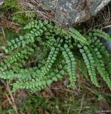 sleziník nepravý <i>(Asplenium adulterinum)</i> / Habitus