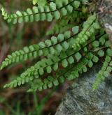 sleziník nepravý <i>(Asplenium adulterinum)</i> / List