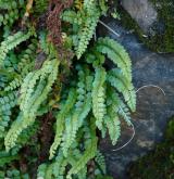 sleziník zelený <i>(Asplenium viride)</i> / Habitus