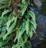 sleziník zelený <i>(Asplenium viride)</i> / Habitus