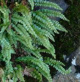 sleziník zelený <i>(Asplenium viride)</i> / Habitus