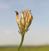 kozinec dánský <i>(Astragalus danicus)</i> / Ostatní