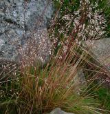 metlička křivolaká <i>(Avenella flexuosa)</i> / Habitus