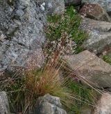 metlička křivolaká <i>(Avenella flexuosa)</i> / Habitus