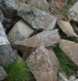 metlička křivolaká <i>(Avenella flexuosa)</i> / Habitus