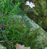 hvozdík sivý <i>(Dianthus gratianopolitanus)</i>