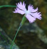 hvozdík sivý <i>(Dianthus gratianopolitanus)</i> / Květ/Květenství