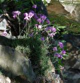 hvozdík sivý <i>(Dianthus gratianopolitanus)</i> / Habitus