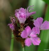 hvozdík Pontederův <i>(Dianthus pontederae)</i> / Květ/Květenství