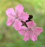 hvozdík kartouzek <i>(Dianthus carthusianorum)</i> / Květ/Květenství