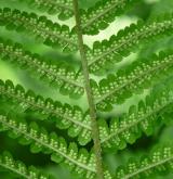 kapraď samec <i>(Dryopteris filix-mas)</i> / List