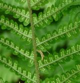 kapraď samec <i>(Dryopteris filix-mas)</i> / List