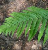 kapraď samec <i>(Dryopteris filix-mas)</i> / List