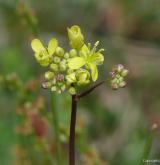 dvojštítek hladkoplodý <i>(Biscutella laevigata)</i> / Květ/Květenství