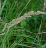 třtina křovištní <i>(Calamagrostis epigejos)</i> / Květ/Květenství