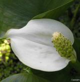 ďáblík bahenní <i>(Calla palustris)</i> / Květ/Květenství