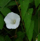 opletník plotní  <i>(Calystegia sepium)</i> / Květ/Květenství