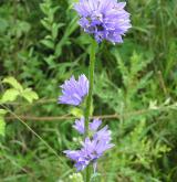 zvonek hadincovitý <i>(Campanula cervicaria)</i> / Habitus