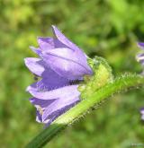 zvonek hadincovitý <i>(Campanula cervicaria)</i> / Květ/Květenství