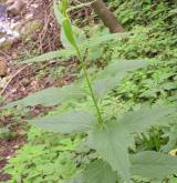 zvonek širokolistý <i>(Campanula latifolia)</i> / Habitus