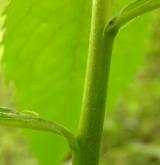 zvonek širokolistý <i>(Campanula latifolia)</i> / Ostatní