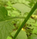 zvonek širokolistý <i>(Campanula latifolia)</i> / Ostatní