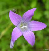 zvonek rozkladitý <i>(Campanula patula)</i> / Květ/Květenství