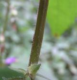 zvonek kopřivolistý <i>(Campanula trachelium)</i> / Stonek