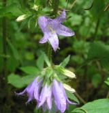 zvonek kopřivolistý <i>(Campanula trachelium)</i> / Květ/Květenství