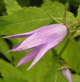 zvonek širokolistý <i>(Campanula latifolia)</i> / Květ/Květenství