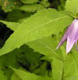 zvonek širokolistý <i>(Campanula latifolia)</i> / Květ/Květenství